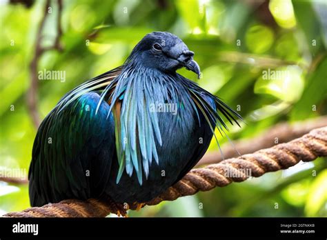 Word Hike Extinct relative of the Nicobar pigeon [ Answer ].